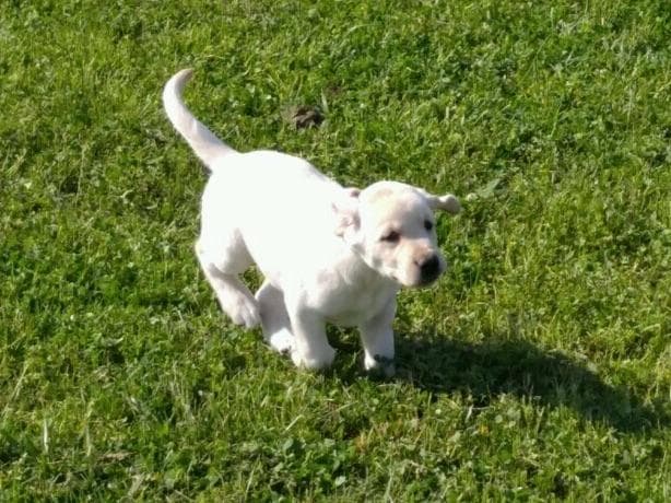 Labrador Retriever Puppies breeder image 8