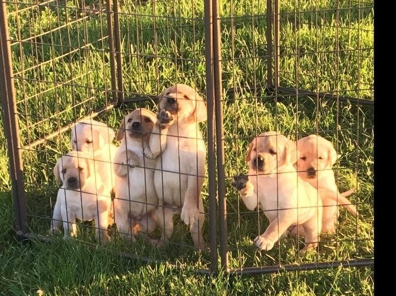 Labrador Retriever Puppies breeder image 9