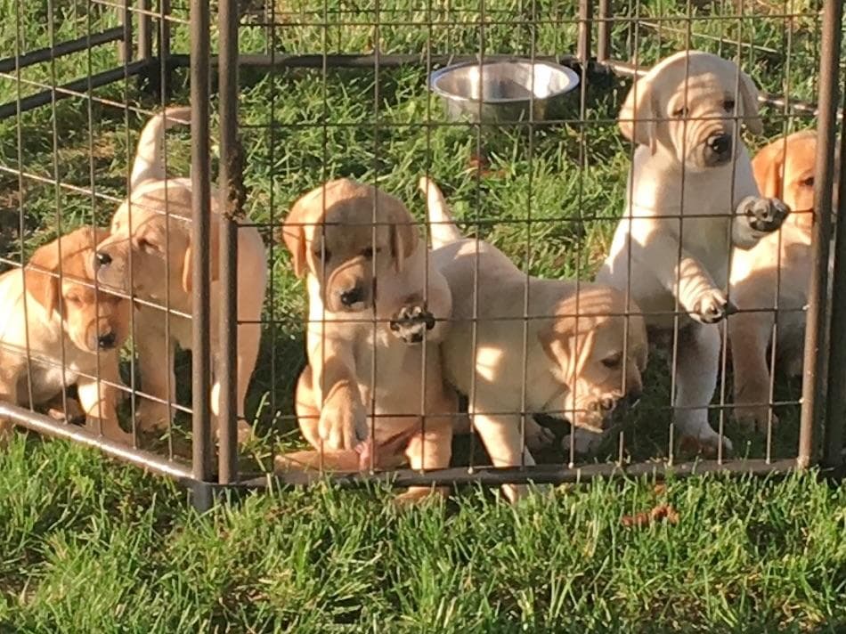 Labrador Retriever Puppies breeder image 10