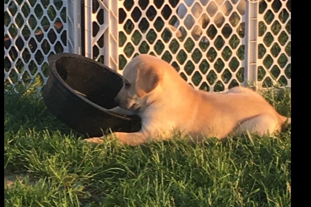 Labrador Retriever Puppies breeder image 4