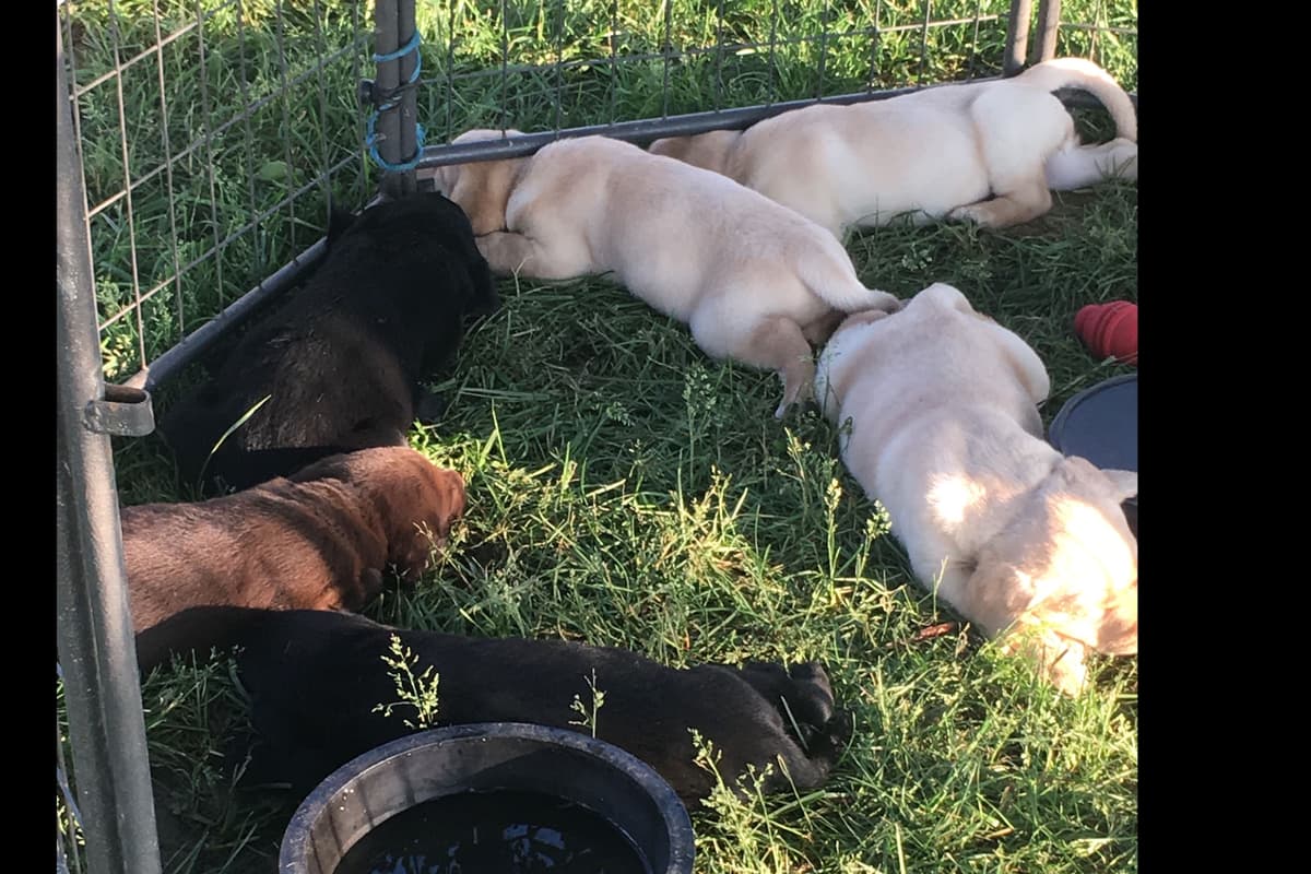 Labrador Retriever Puppies breeder image 3