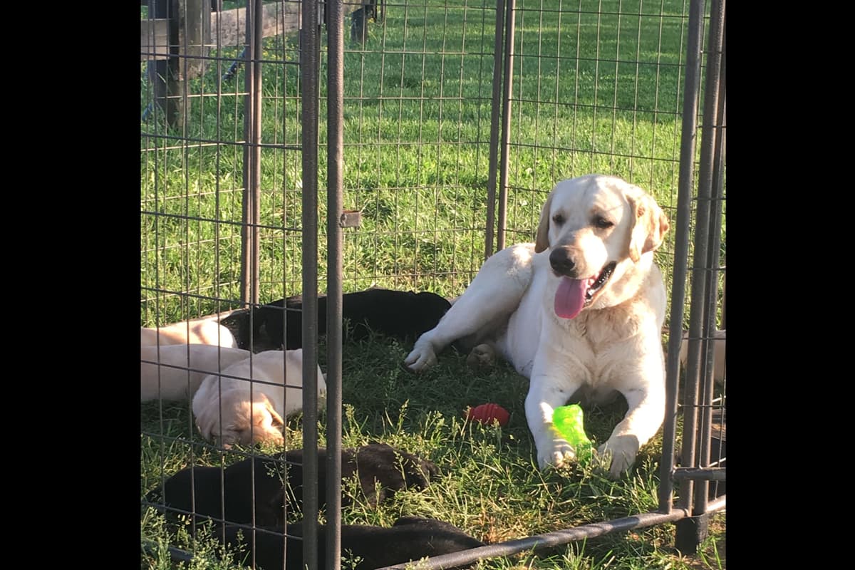 Labrador Retriever Puppies breeder image 2