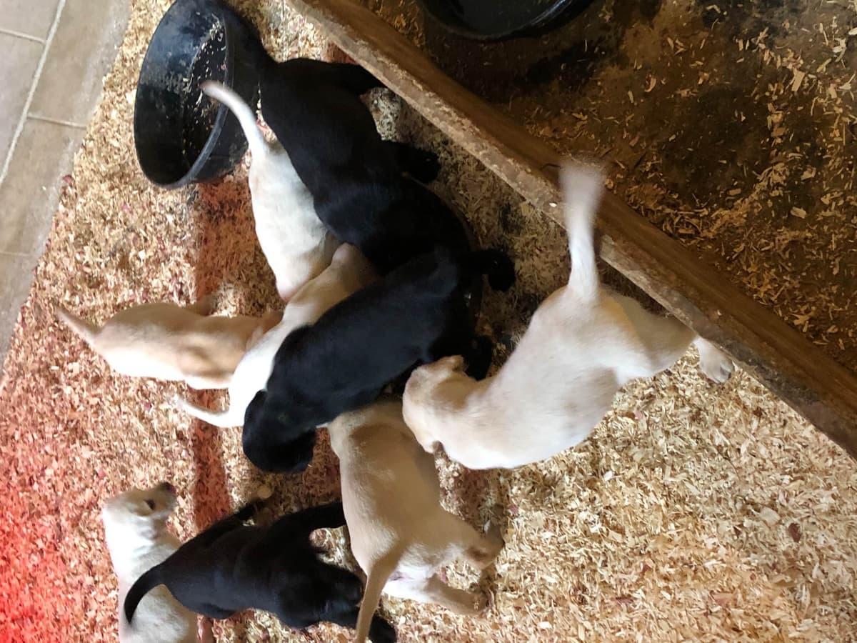 Labrador Retriever Puppies breeder image 11