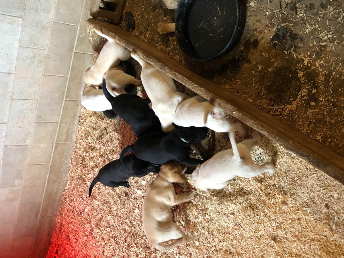 Labrador Retriever Puppies breeder image 12