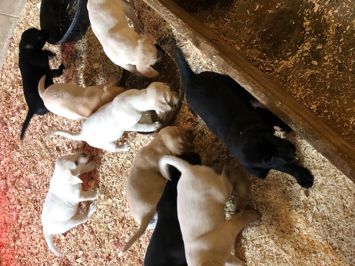 Labrador Retriever Puppies breeder image 13