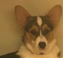 Pembroke Welsh Corgi Puppies breeder image 1