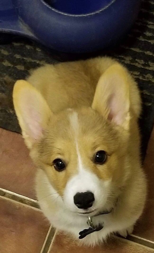 Pembroke Welsh Corgi Puppies breeder image 2