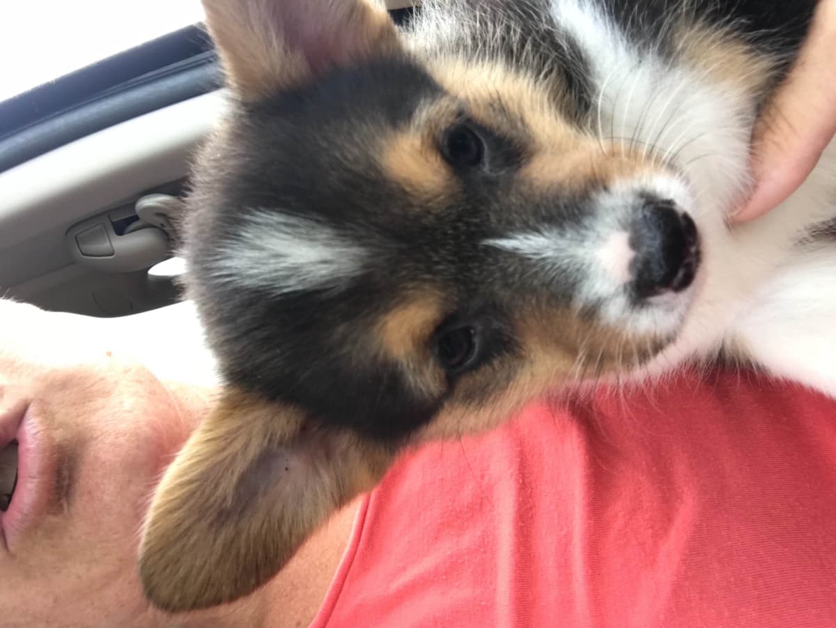 Pembroke Welsh Corgi Puppies breeder image 8
