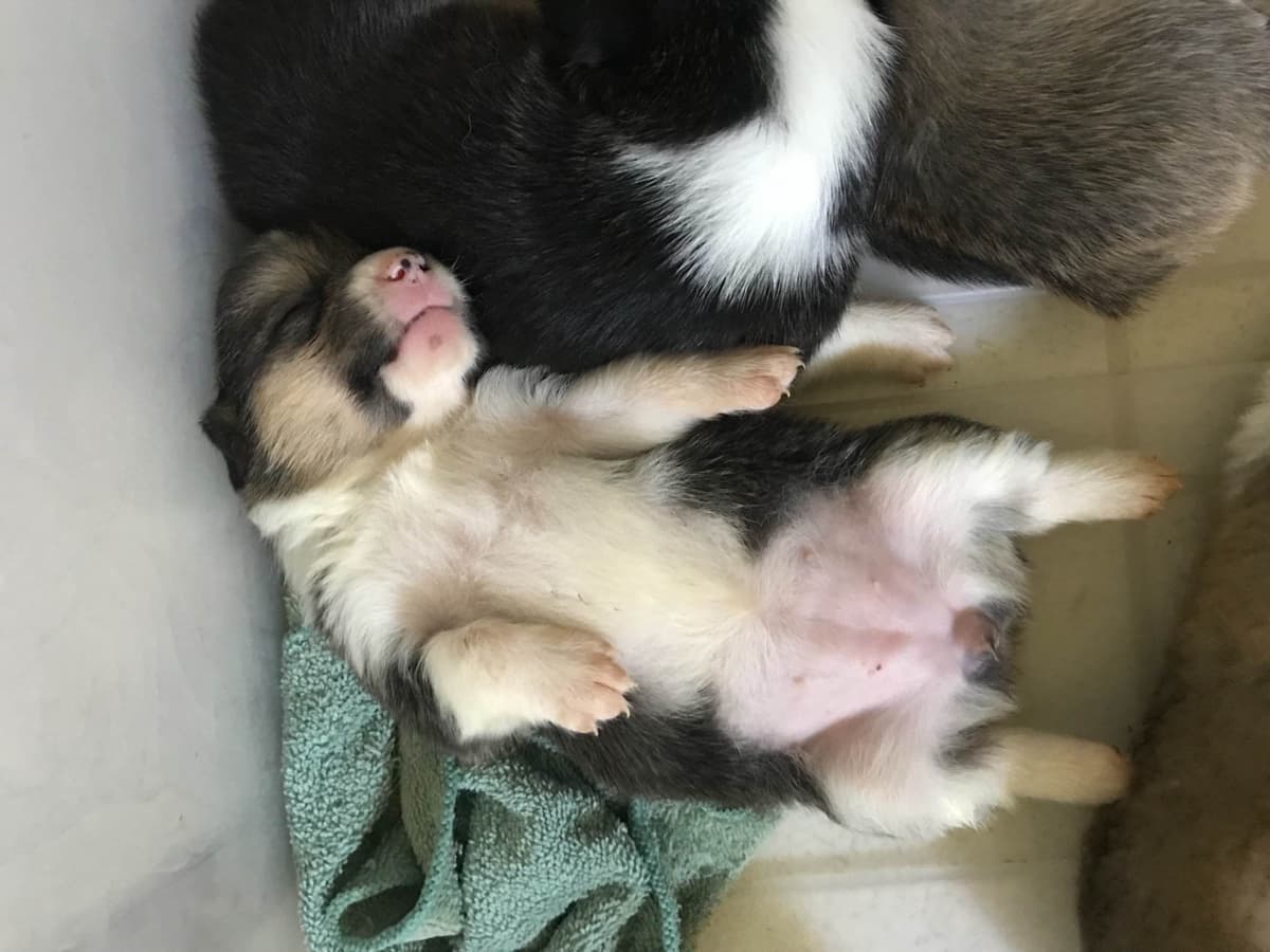 Pembroke Welsh Corgi Puppies breeder image 5