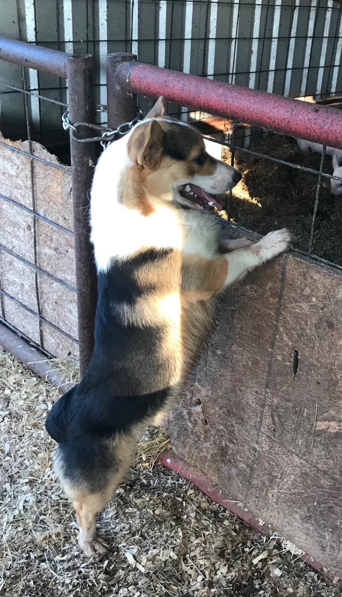 Pembroke Welsh Corgi Puppies breeder image 7