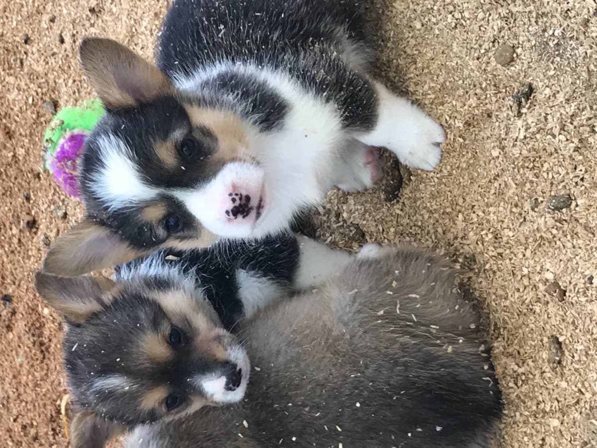 Pembroke Welsh Corgi Puppies breeder image 12