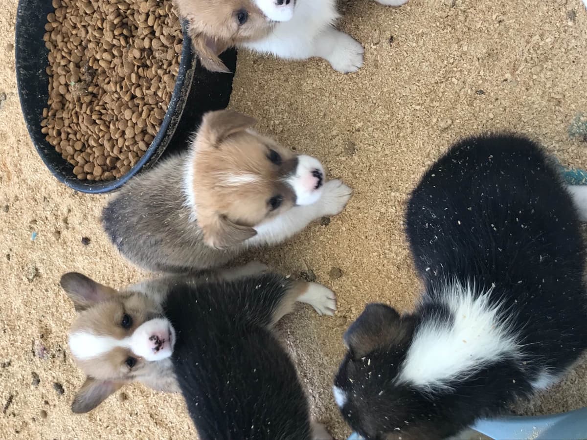 Pembroke Welsh Corgi Puppies breeder image 10