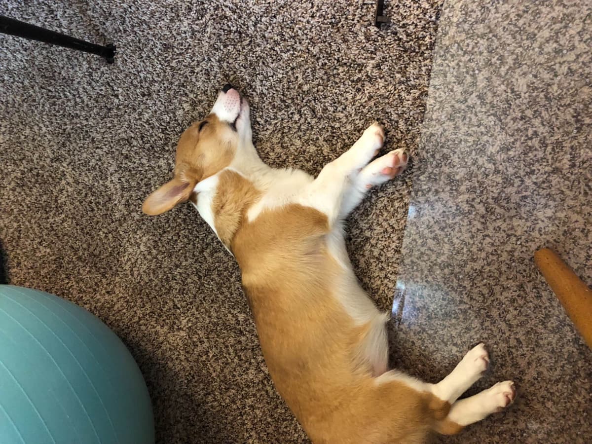 Pembroke Welsh Corgi Puppies breeder image 13