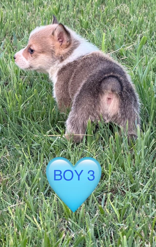 Pembroke Welsh Corgi Puppies media 2