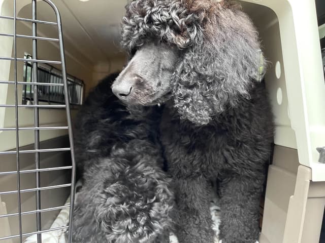 BREEZANHOPE ADULT POODLES media 2