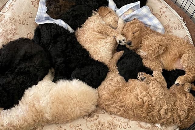 BREEZANHOPE ADULT POODLES media 3