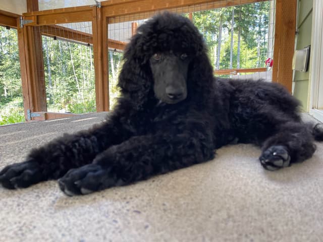 BREEZANHOPE ADULT POODLES media 4