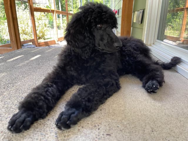 BREEZANHOPE ADULT POODLES media 5
