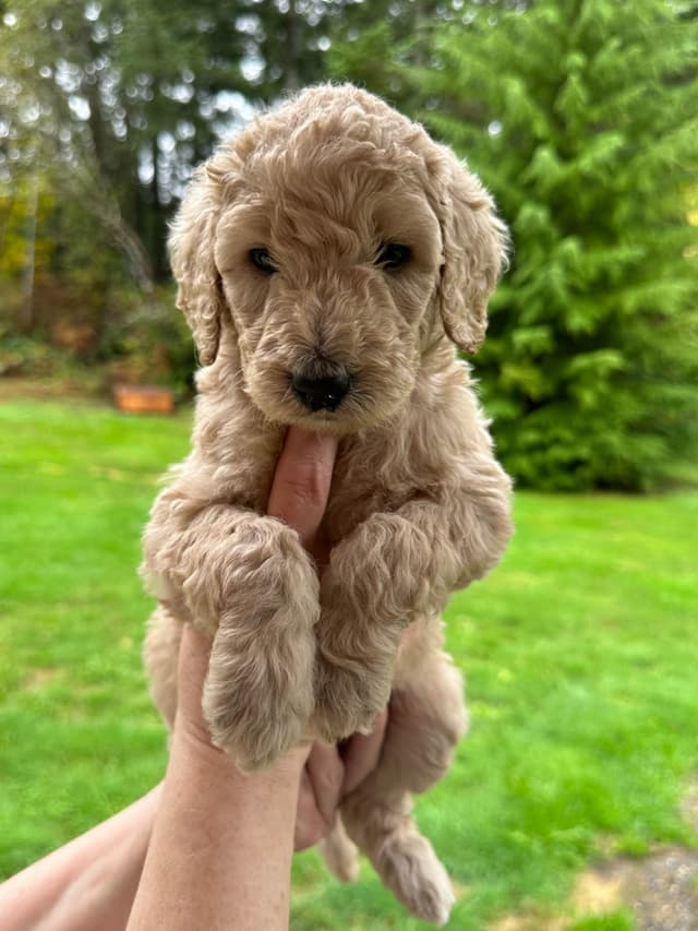 BREEZANHOPE'S 2023 LITTER media 3