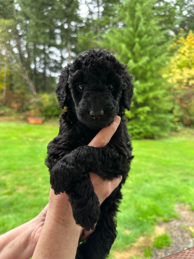 BREEZANHOPE'S 2023 LITTER media 4