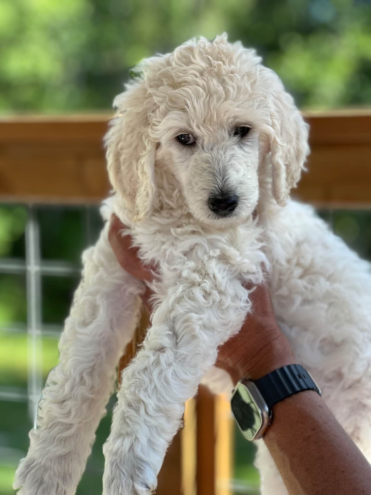 BREEZANHOPE ADULT POODLES breeder image 2