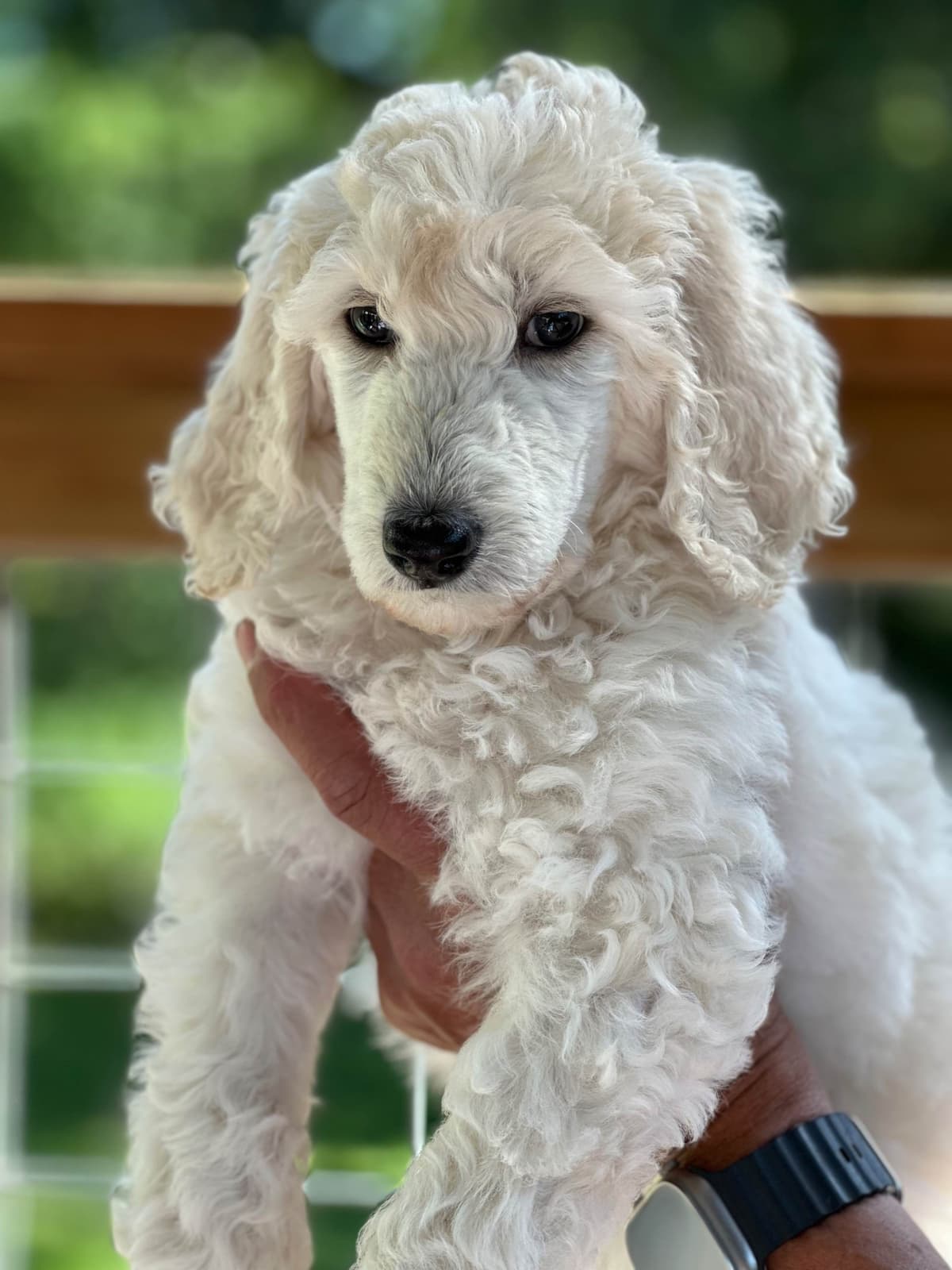 BREEZANHOPE ADULT POODLES breeder image 4