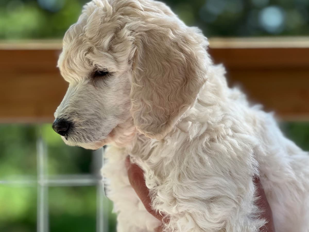 BREEZANHOPE ADULT POODLES breeder image 6