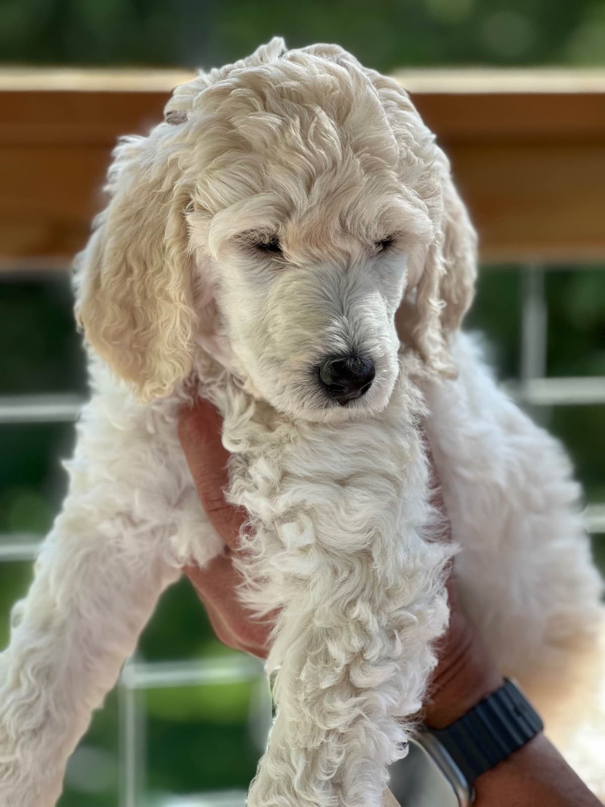 BREEZANHOPE ADULT POODLES breeder image 8