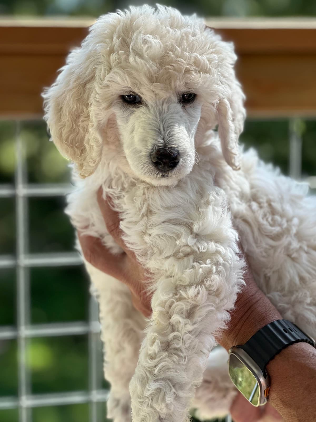BREEZANHOPE ADULT POODLES breeder image 10