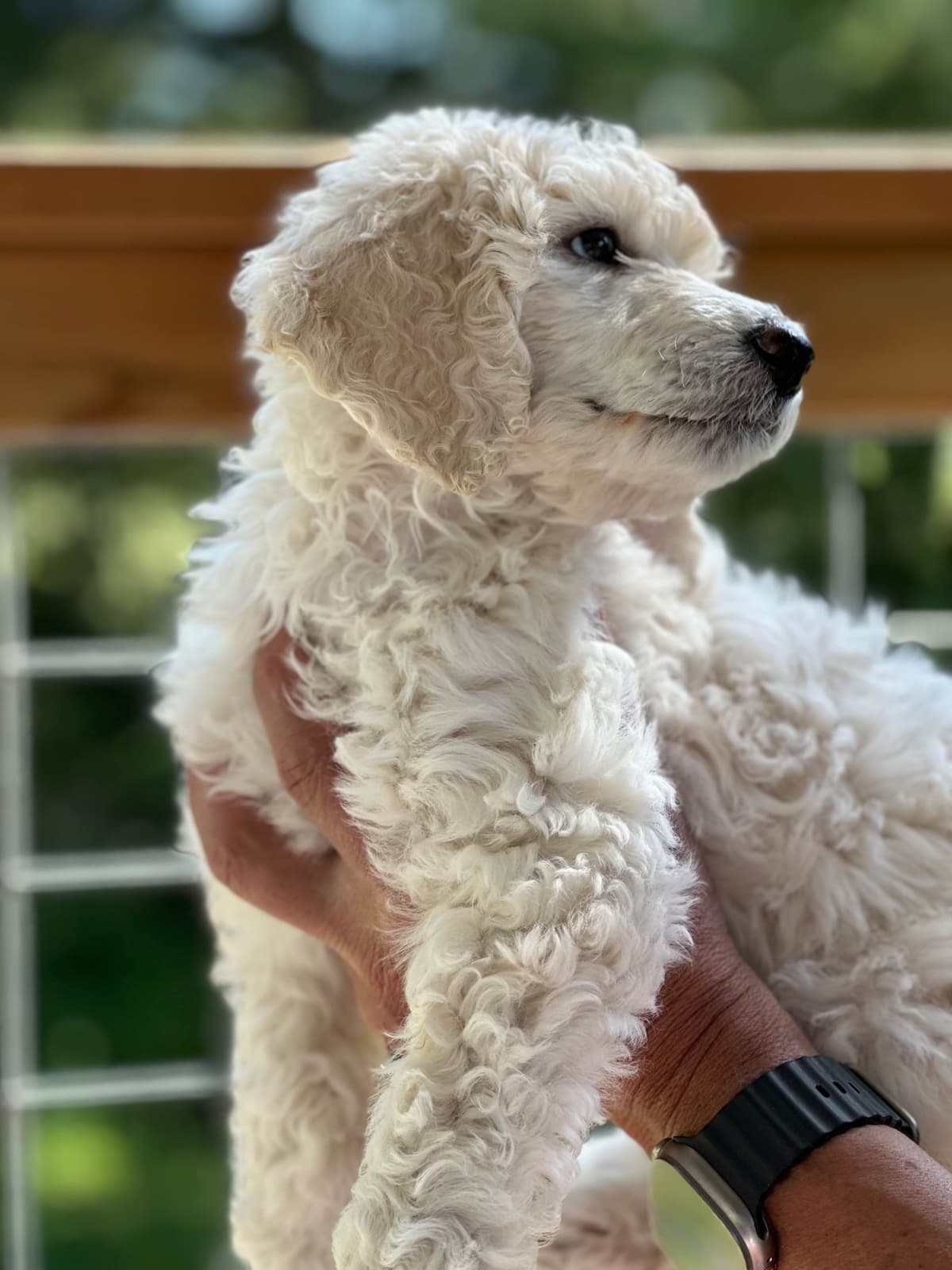 BREEZANHOPE ADULT POODLES breeder image 12