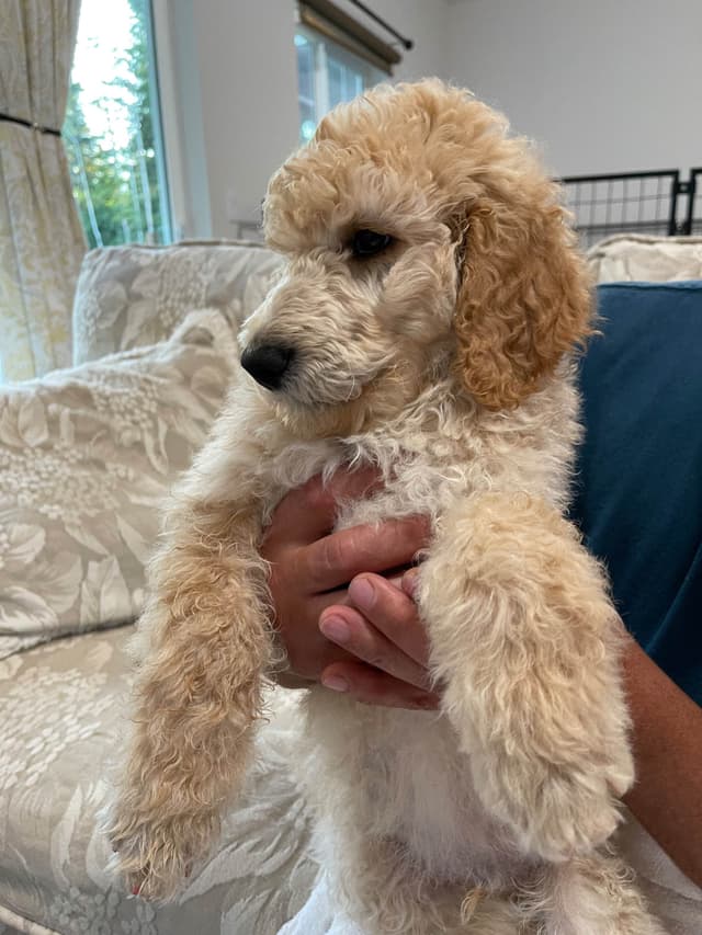 BREEZANHOPE ADULT POODLES media 6
