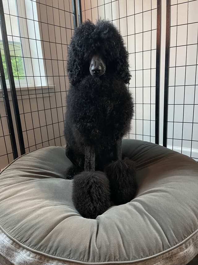BREEZANHOPE ADULT POODLES media 8