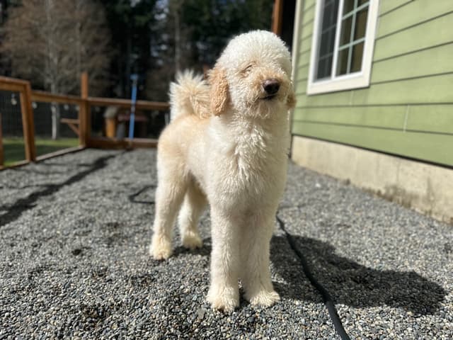 BREEZANHOPE ADULT POODLES media 9