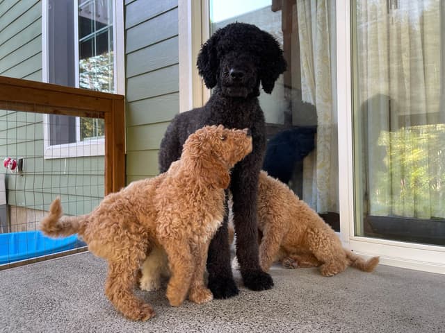 BREEZANHOPE ADULT POODLES media 10