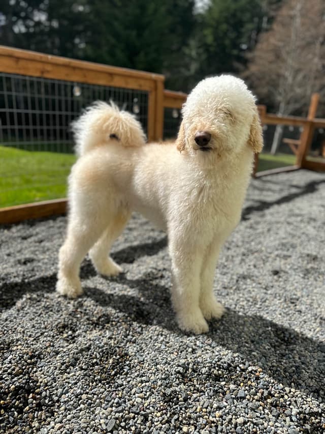 BREEZANHOPE ADULT POODLES media 18