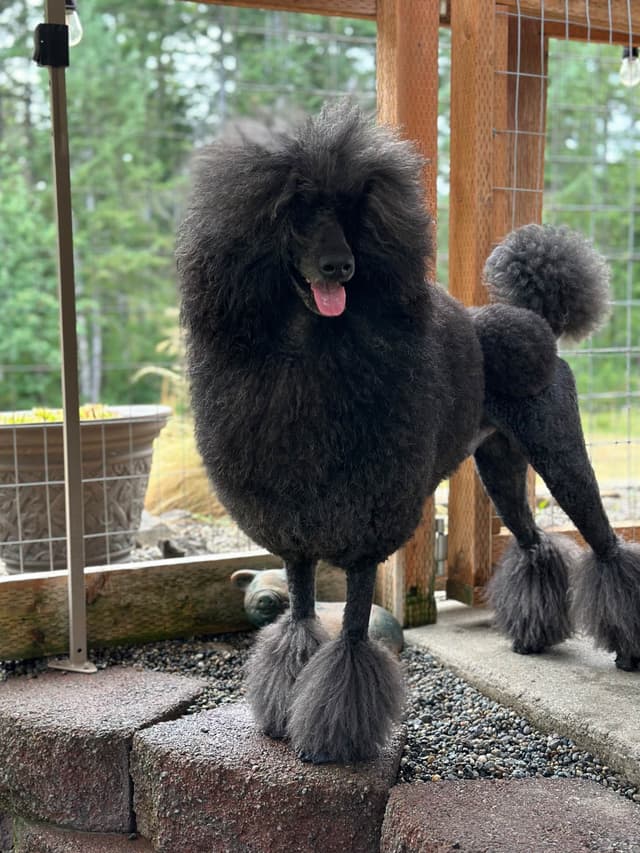 BREEZANHOPE ADULT POODLES media 19