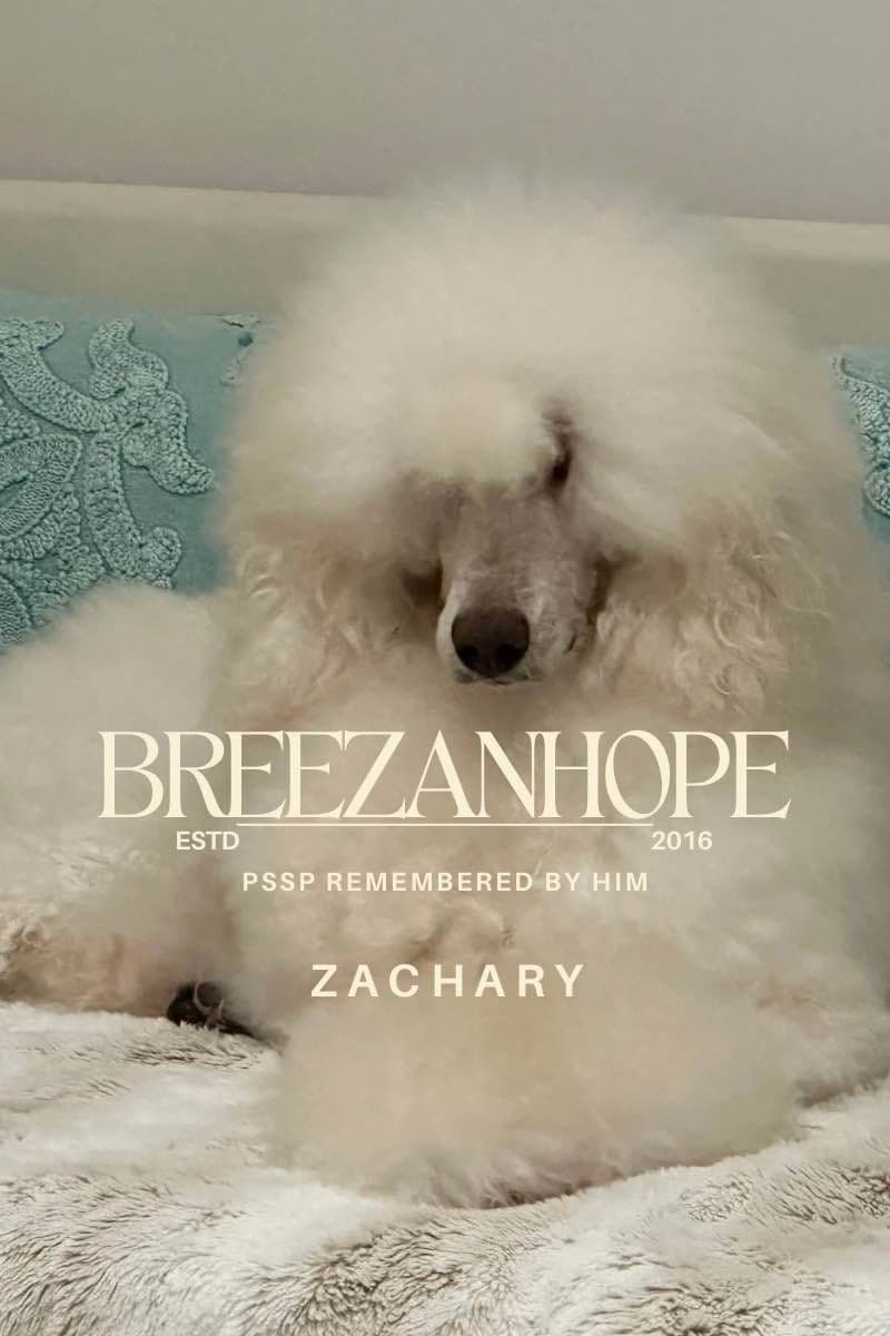 BREEZANHOPE ADULT POODLES breeder image 3