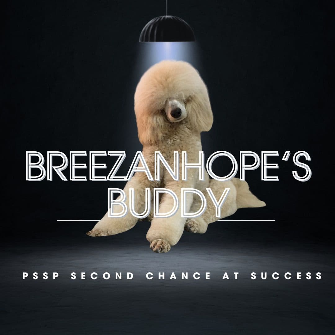 BREEZANHOPE ADULT POODLES breeder image 7