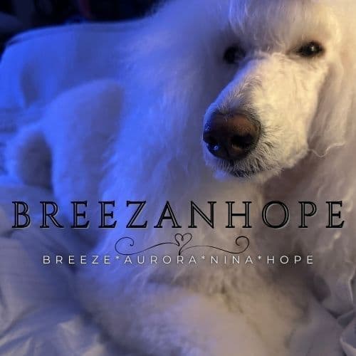 BREEZANHOPE ADULT POODLES breeder image 9