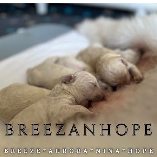 BREEZANHOPE ADULT POODLES breeder image 13
