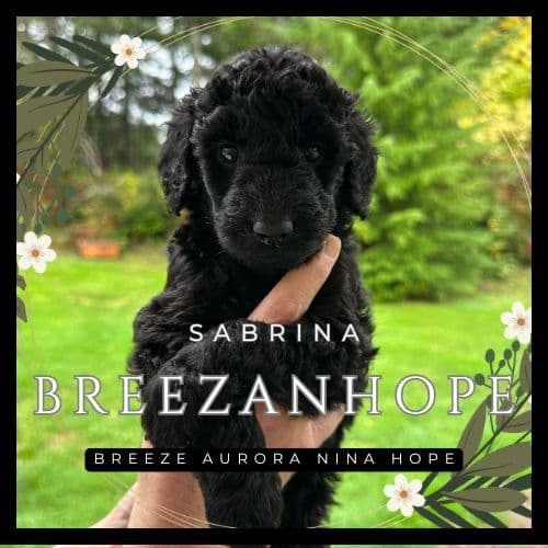 BREEZANHOPE ADULT POODLES breeder image 11