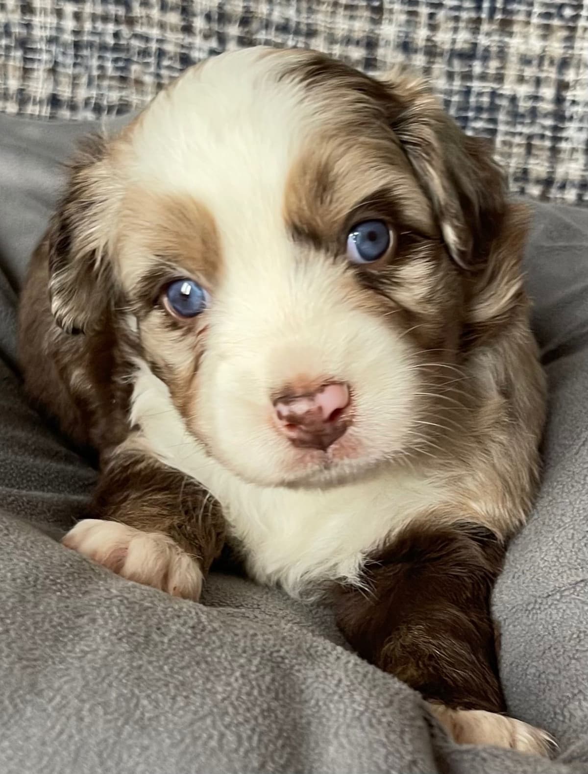 Australian Shepherd Puppies breeder image 17