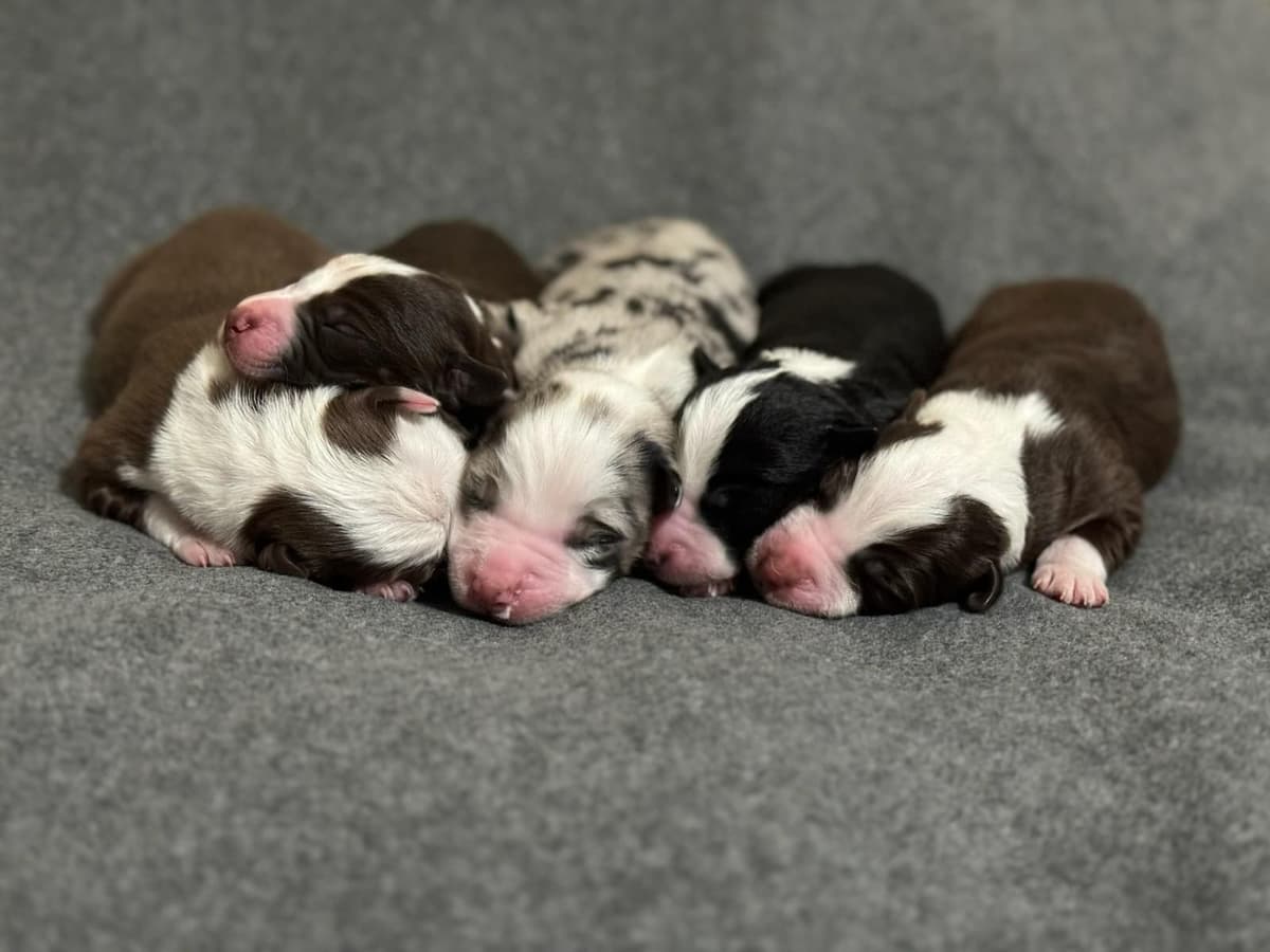 Australian Shepherd Puppies breeder image 25