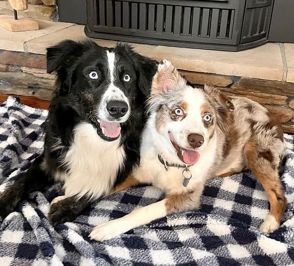 Australian Shepherd Puppies breeder image 12