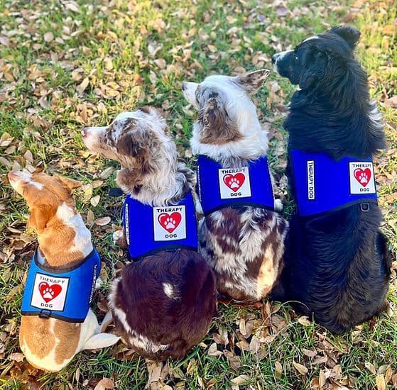 Australian Shepherd Puppies breeder image 18