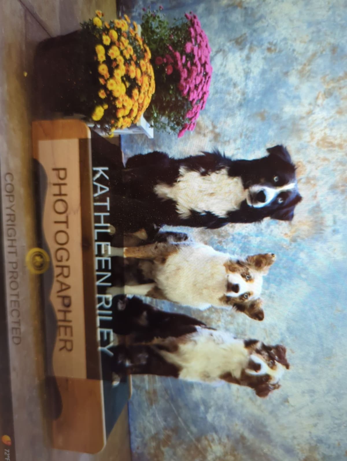 Australian Shepherd Puppies breeder image 19
