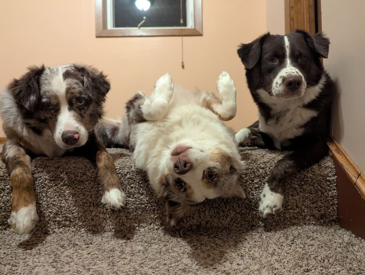 Australian Shepherd Puppies breeder image 20