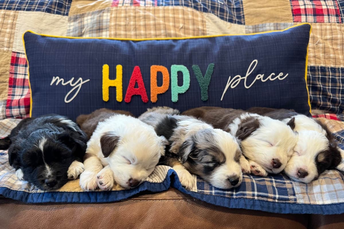 Australian Shepherd Puppies breeder image 26