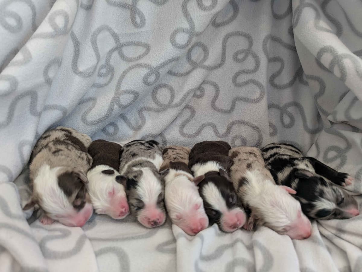 Australian Shepherd Puppies breeder image 1