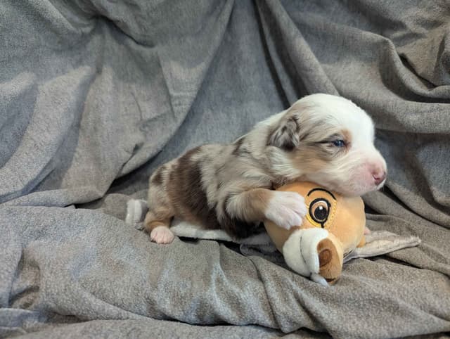 Australian Shepherd Puppies media 2